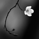 Clive Miller Spring Mix