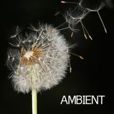 AMBIENT - THE ESSENTIAL DOCUMENTARY