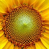 Golden Spiral Mix