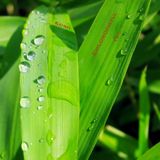 Chlorophyll Teil 1