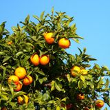 New Fruit (Lol Boys - Dillon Francis - Filosofischestilte - Salva - MRK1 - Blue Daisy - Like Mind)