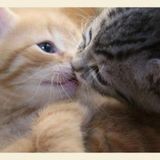 Gay bisous