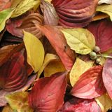 Velvet Leaves on the Street