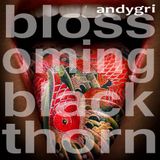 andygri | blossoming blackthorn