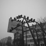 PIGEONS AND HUMANS
