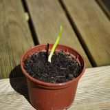 Oldmill_Vibes Ausgabe #3: Eichelfrühling