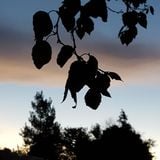 Kammoth #78 - Castanas