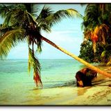Cahuita (Paul White - Mike Slott - Jneiro Jarel - Soap & Skin - Ori Shochat - Fauna - Exile - Flako)