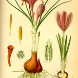 Krokus