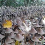 Esc_Ape - Down the rabbitHole Novembre on SpiritplantsRadio