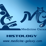 Skin-Part1-Histology-Dr.Hekmat Abdelaziz