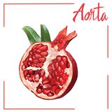 Aorta