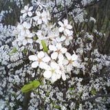 flapjackmix spring 2010
