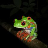 Erotic Reptiel Party