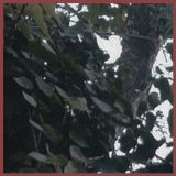 Teal "In The Trees With No Reception"