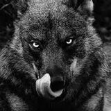 JTF HQWSS Hunter...Good Kills (WarMonger Mix 3 Mastered)