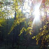 Forestlife