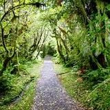 Bush Walk