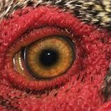 NiXiE hOur #4 TURKEY