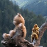 Mixtape Wednesday-DjUlises-Don't Judge Me Monkey!