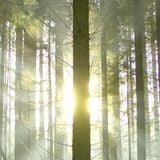 Forest Spirit - WE ARE ONE -