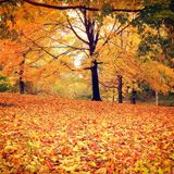 Orman Bitch - Autumn Mix October 2012