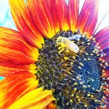 Honey in The Heart