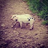 #InGoodTaste: Todenham Manor Farm -- @z1radio