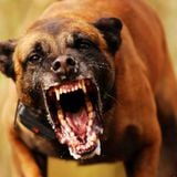 don't mess with my dog