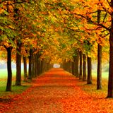 AUTUMN LEAVES Volume II : Mixed by AllyAl