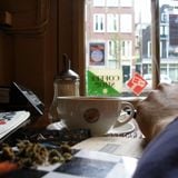 Amsterdam Dreaming Pt 2: Summer Daze