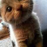 Meow Mix by Dj Jade Starr