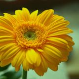 BamaLoveSoul Presents One Sunday in Spring (Podcast)