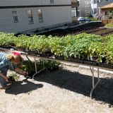Green Thumb... City Planting