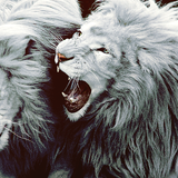 DESERT LION DUBZ