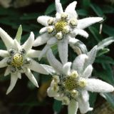 Mixhit with Edelweiss
