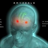 Amygdala 1.4.2015.