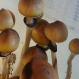 Golden teacher