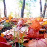 autumn vibes by pondera_dj