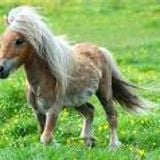 Pony Time