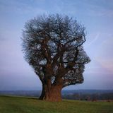 The Leaf Records mix