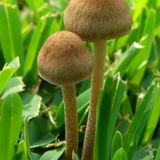 Mark Farina - Mushroom Jazz 2 (1998)
