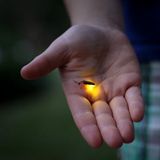 Firefly 2014 - Videobleep