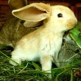 Big Easter Hardtechno Live Mix Set @DJAidgeT (25.04.2011)