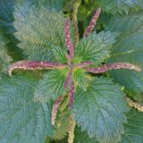 Auschange 198 - Urtica urentivelutina