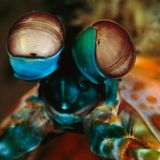 Muzka-Dead Shrimp Blues