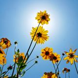 Flowers Of Spring