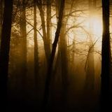 D. Humo - Late Fall - October 2011 set