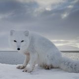 Urban Fox - Oceanic Jungle Mix - November 2012