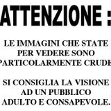 live at king livorno-